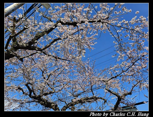 北海道賞櫻–Day 2–櫻丘通（桜が丘通り）