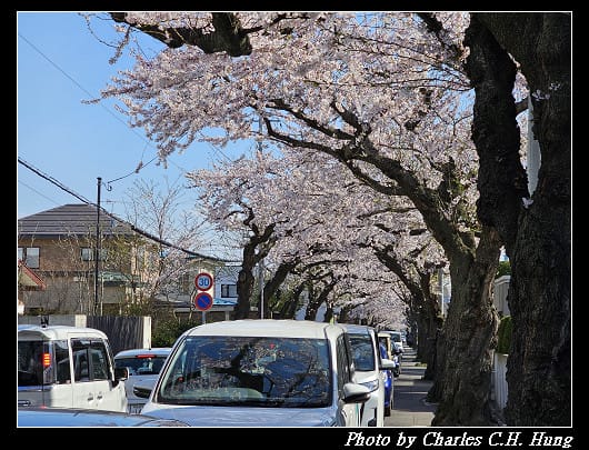 北海道賞櫻–Day 2–櫻丘通（桜が丘通り）
