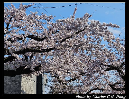 北海道賞櫻–Day 2–櫻丘通（桜が丘通り）