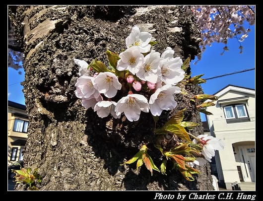 北海道賞櫻–Day 2–櫻丘通（桜が丘通り）