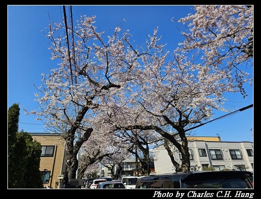 北海道賞櫻–Day 2–櫻丘通（桜が丘通り）