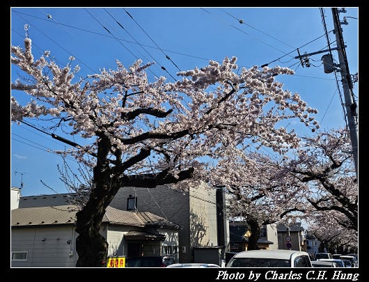 北海道賞櫻–Day 2–櫻丘通（桜が丘通り）