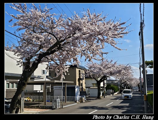 北海道賞櫻–Day 2–櫻丘通（桜が丘通り）