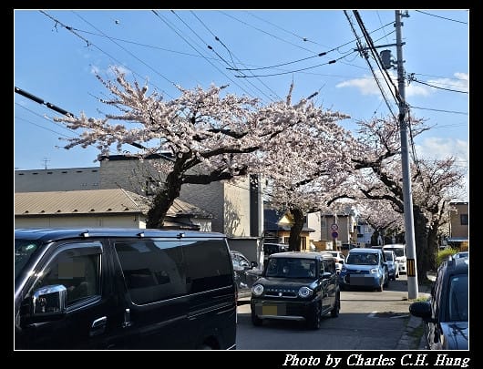 北海道賞櫻–Day 2–櫻丘通（桜が丘通り）