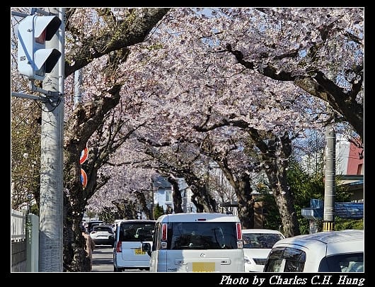 北海道賞櫻–Day 2–櫻丘通（桜が丘通り）