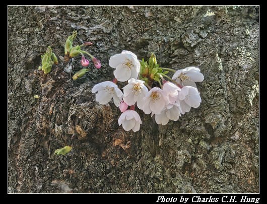 北海道賞櫻–Day 2–櫻丘通（桜が丘通り）