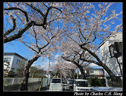 北海道賞櫻–Day 2–櫻丘通（桜が丘通り）