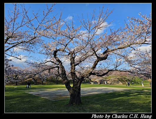 北海道賞櫻–Day 2–五稜郭塔（五稜郭タワー）、五稜郭公園