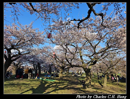 北海道賞櫻–Day 2–五稜郭塔（五稜郭タワー）、五稜郭公園