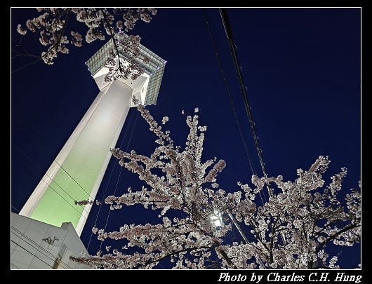 北海道賞櫻–Day 2–五稜山 最上寺 夜櫻