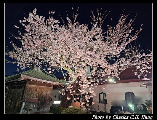 北海道賞櫻–Day 2–五稜山 最上寺 夜櫻