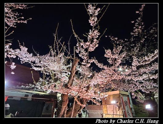 北海道賞櫻–Day 2–五稜山 最上寺 夜櫻