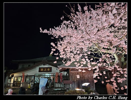 北海道賞櫻–Day 2–五稜山 最上寺 夜櫻