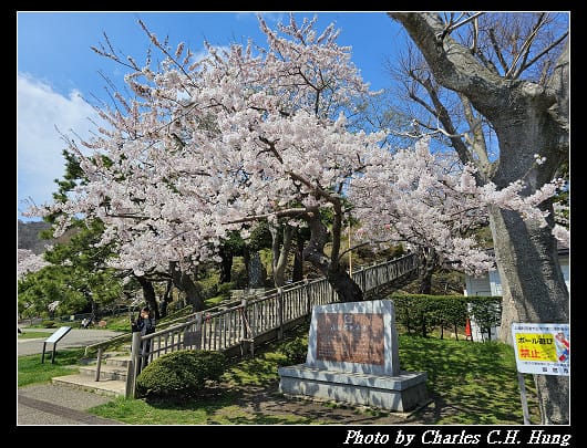 北海道賞櫻–Day 3–函館公園