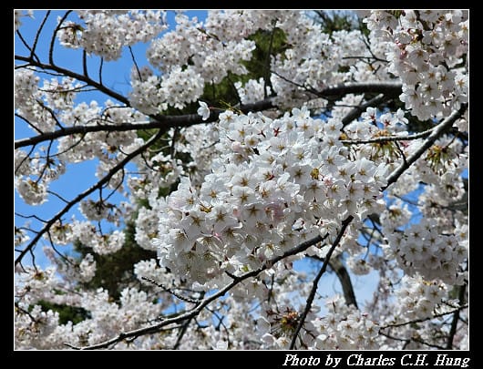 北海道賞櫻–Day 3–函館公園