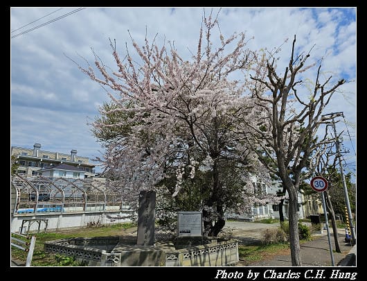 北海道賞櫻–Day 3–函館公園