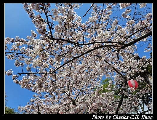 北海道賞櫻–Day 3–函館公園