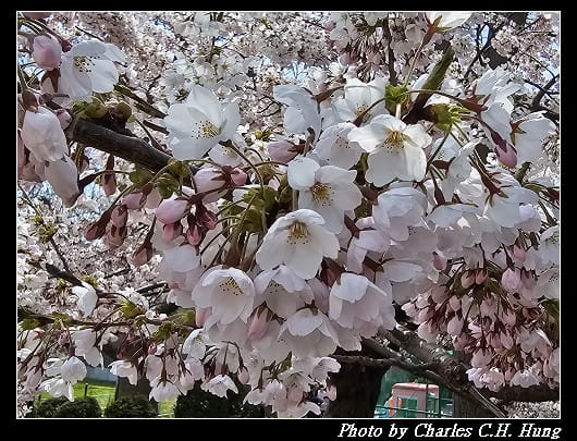 北海道賞櫻–Day 3–函館公園