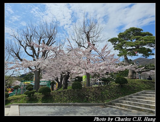 北海道賞櫻–Day 3–函館公園