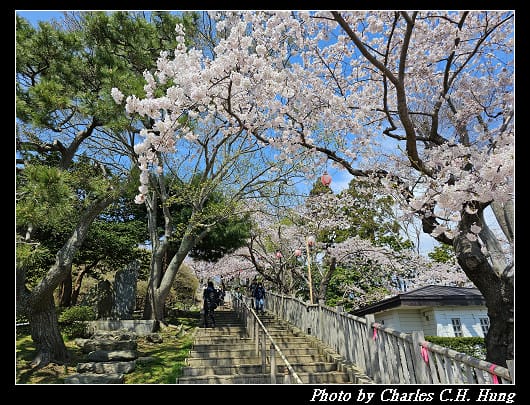 北海道賞櫻–Day 3–函館公園