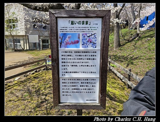 北海道賞櫻–Day 3–函館公園