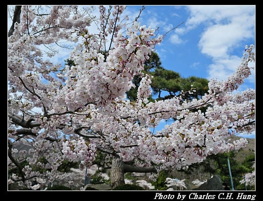 北海道賞櫻–Day 3–函館公園