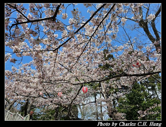 北海道賞櫻–Day 3–函館公園
