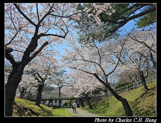 北海道賞櫻–Day 3–函館公園
