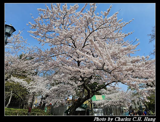 北海道賞櫻–Day 3–函館公園