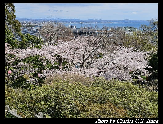 北海道賞櫻–Day 3–函館公園