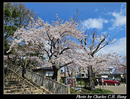 北海道賞櫻–Day 3–函館公園