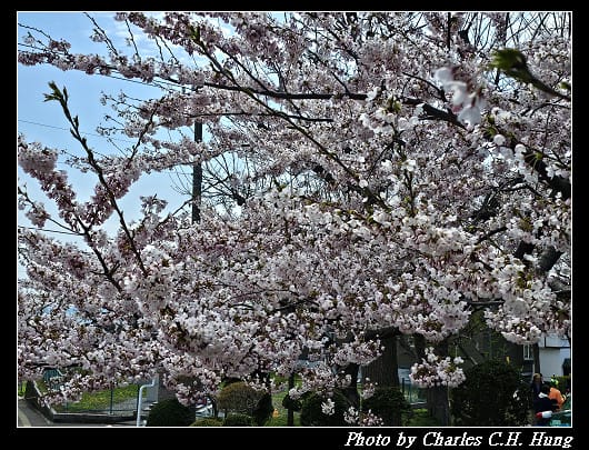 北海道賞櫻–Day 3–函館公園