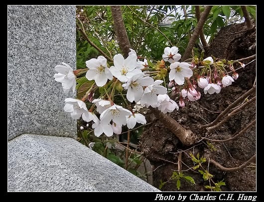 北海道賞櫻–Day 3–函館八幡宮