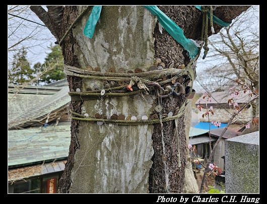 北海道賞櫻–Day 3–函館八幡宮