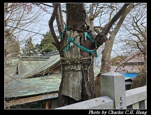 北海道賞櫻–Day 3–函館八幡宮