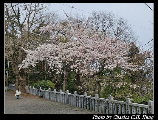 北海道賞櫻–Day 3–函館八幡宮