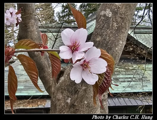 北海道賞櫻–Day 3–函館八幡宮