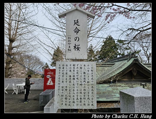 北海道賞櫻–Day 3–函館八幡宮
