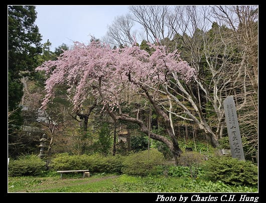 北海道賞櫻–Day 3–函館八幡宮