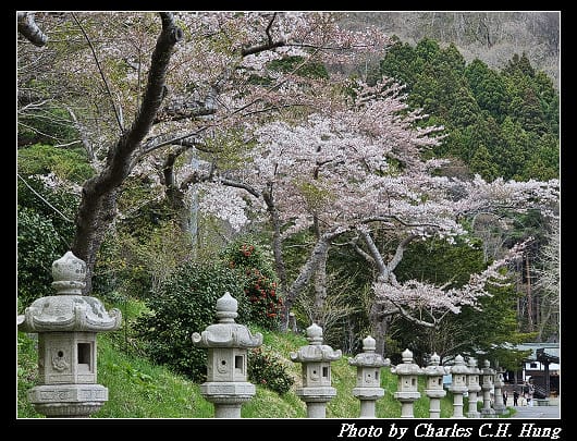 北海道賞櫻–Day 3–函館八幡宮