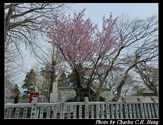 北海道賞櫻–Day 3–函館八幡宮
