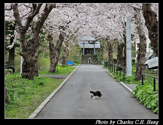 北海道賞櫻–Day 3–住三吉神社 - 第16張圖 北海道賞櫻–Day 3–住三吉神社