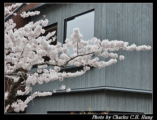 北海道賞櫻–Day 3–住三吉神社 - 第37張圖 北海道賞櫻–Day 3–住三吉神社