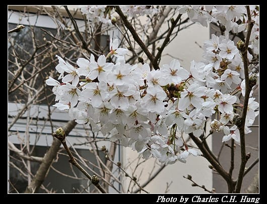 北海道賞櫻–Day 3–住三吉神社 - 第39張圖 北海道賞櫻–Day 3–住三吉神社