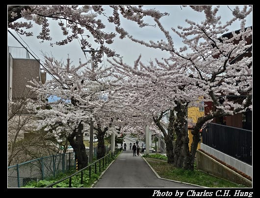 北海道賞櫻–Day 3–住三吉神社 - 第17張圖 北海道賞櫻–Day 3–住三吉神社
