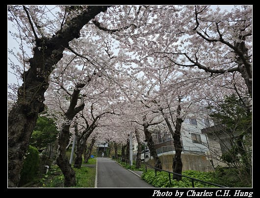 北海道賞櫻–Day 3–住三吉神社 - 第14張圖 北海道賞櫻–Day 3–住三吉神社