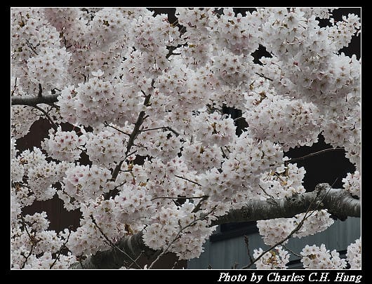 北海道賞櫻–Day 3–住三吉神社 - 第38張圖 北海道賞櫻–Day 3–住三吉神社