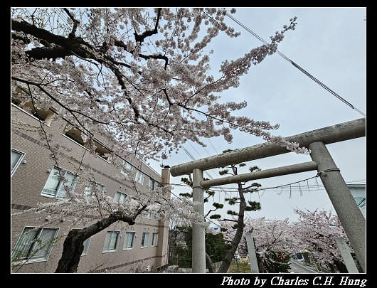 北海道賞櫻–Day 3–住三吉神社 - 第11張圖 北海道賞櫻–Day 3–住三吉神社