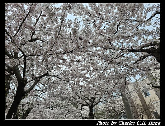 北海道賞櫻–Day 3–住三吉神社 - 第13張圖 北海道賞櫻–Day 3–住三吉神社