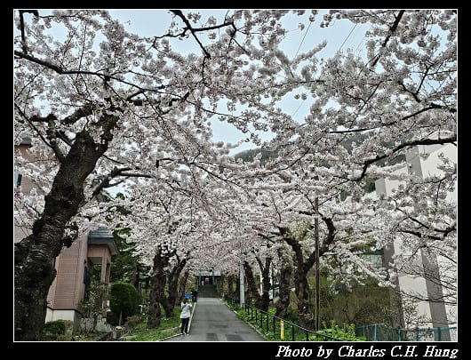 北海道賞櫻–Day 3–住三吉神社 - 第40張圖 北海道賞櫻–Day 3–住三吉神社